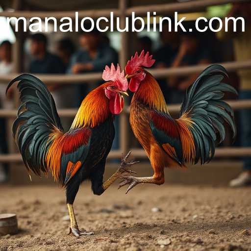 Exploring the World of Cockfighting and Manalo Club